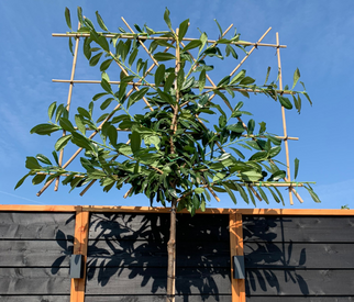 Kirschlorbeer Spalier