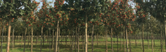 Vogelbeerbaum Vogelbeerbaum
