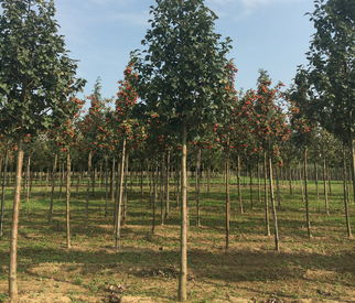 Vogelbeerbaum Vogelbeerbaum