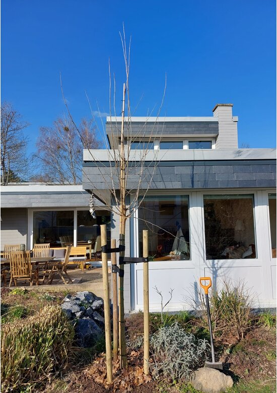 Weiße Maulbeere | Morus alba