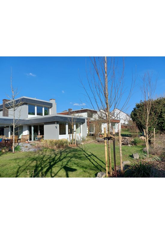 Silber-Weide - Weiß-Weide | Salix alba