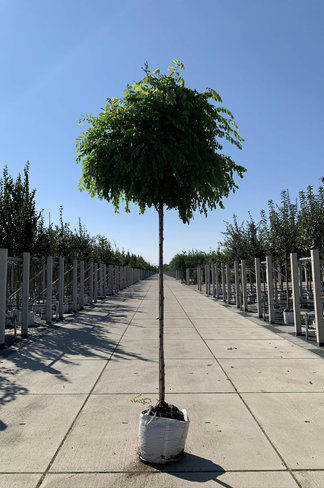 Kugelakazie (Kugelrobinie) | Robinia pseudoacacia 'Umbraculifera'