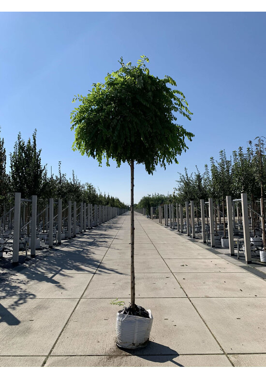 Kugelakazie - Kugelrobinie 'Umbraculifera' | Robinia pseudoacacia 'Umbraculifera'