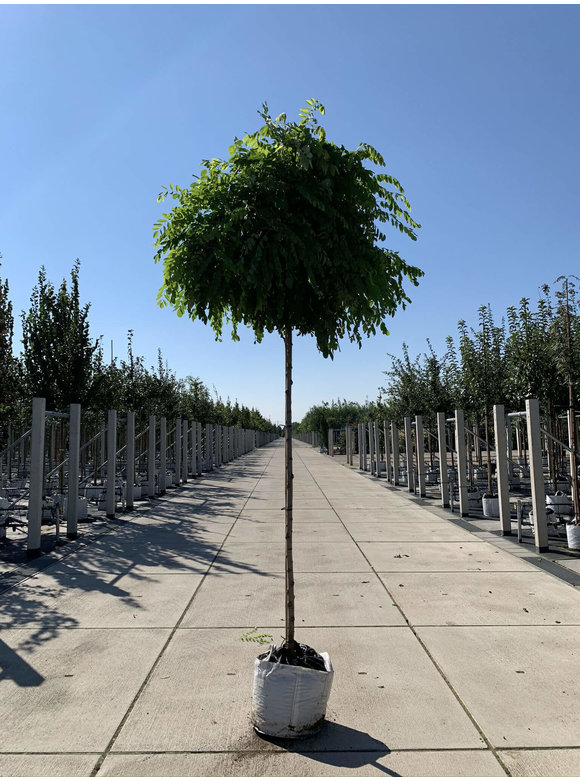 Kugelakazie - Kugelrobinie 'Umbraculifera' | Robinia pseudoacacia 'Umbraculifera' Kugelakazie - Kugelrobinie 'Umbraculifera' | Robinia pseudoacacia 'Umbraculifera'