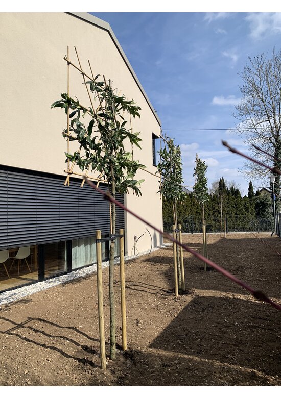 Kaukasischer Kirschlorbeer Spalier | Prunus laurocerasus 'Caucasica' Kaukasischer Kirschlorbeer Spalier | Prunus laurocerasus 'Caucasica'