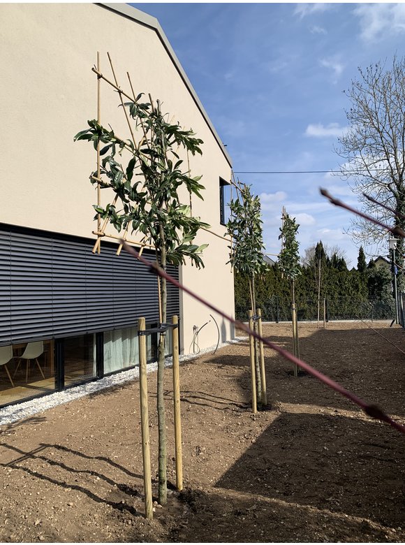 Kaukasischer Kirschlorbeer 'Caucasica' - Spalierbaum | Prunus laurocerasus 'Caucasica' Kaukasischer Kirschlorbeer 'Caucasica' - Spalierbaum | Prunus laurocerasus 'Caucasica'