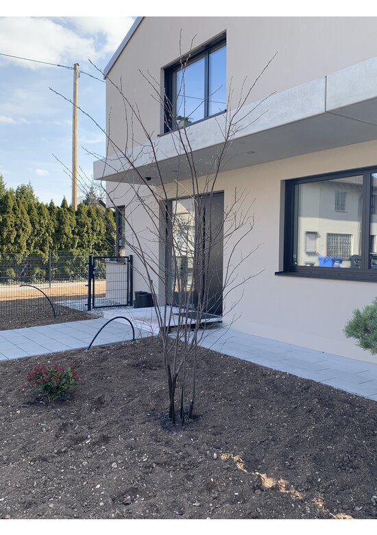 Kupfer-Felsenbirne mehrstämmig | Amelanchier lamarckii Kupfer-Felsenbirne mehrstämmig | Amelanchier lamarckii