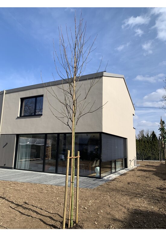 Amberbaum 'Worplesdon' | Liquidambar styraciflua 'Worplesdon'