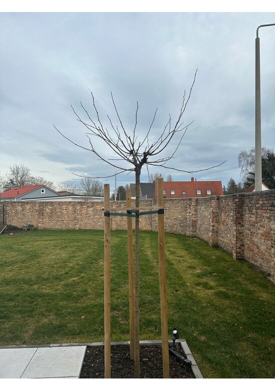 Weißer Maulbeerbaum 'Macrophylla' | Morus alba Macrophylla Weißer Maulbeerbaum 'Macrophylla' | Morus alba Macrophylla