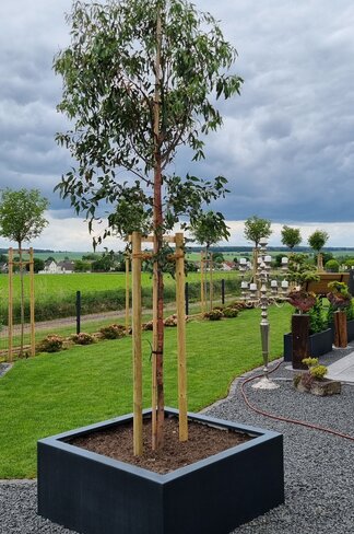 Echter Eukalyptus | Eucalyptus gunnii