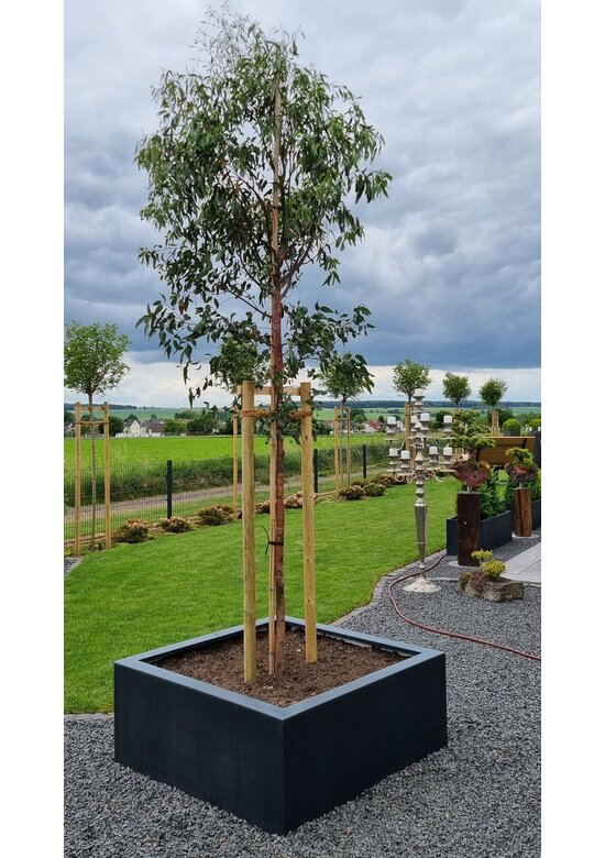 Echter Eukalyptus | Eucalyptus gunnii