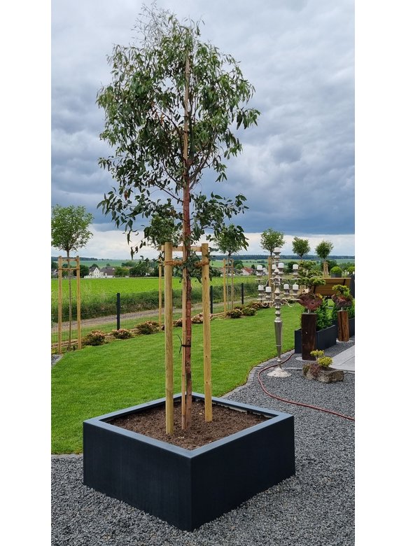 Echter Eukalyptus | Eucalyptus gunnii Echter Eukalyptus | Eucalyptus gunnii