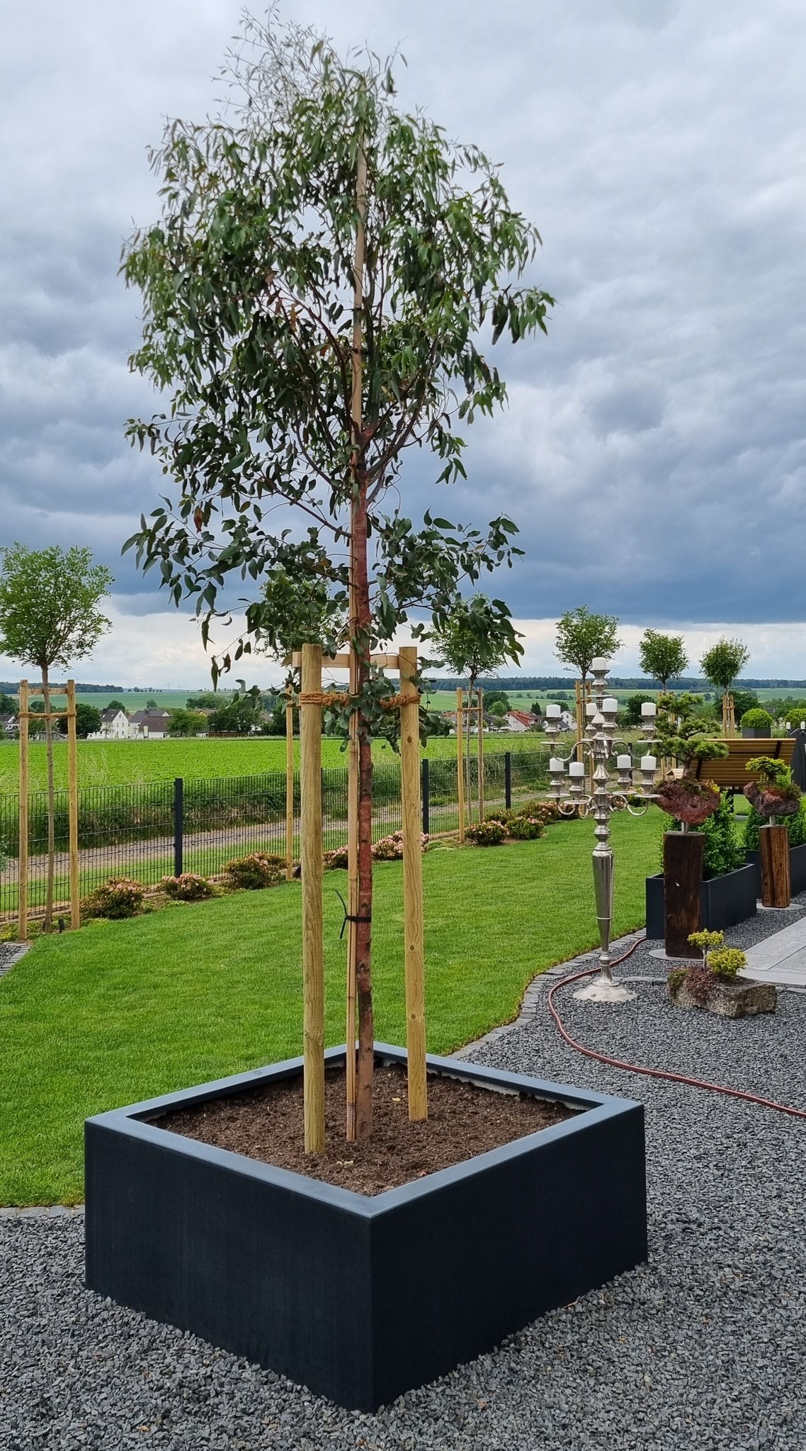 Echter Eukalyptus Kaufen | mit 3 Jahren Garantie