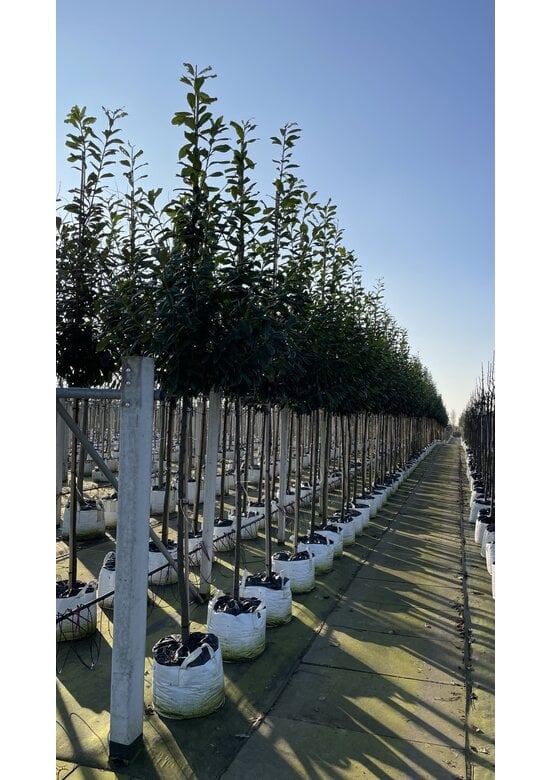 Kirschlorbeer Baum 'Novita' | Prunus laurocerasus 'Novita'