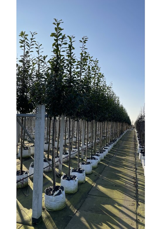 Kirschlorbeer Baum 'Novita' | Prunus laurocerasus 'Novita'