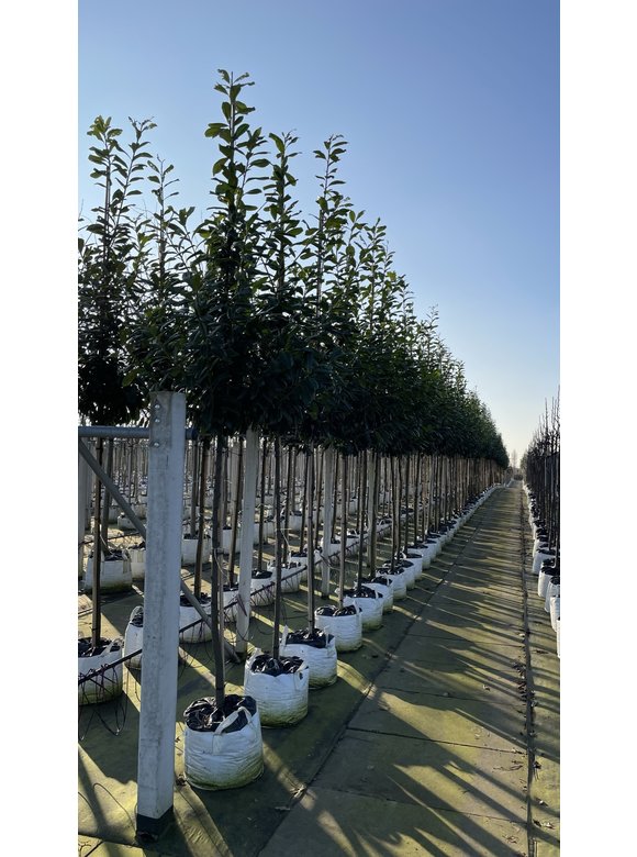 Kirschlorbeer Baum 'Novita' | Prunus laurocerasus 'Novita' Kirschlorbeer Baum 'Novita' | Prunus laurocerasus 'Novita'