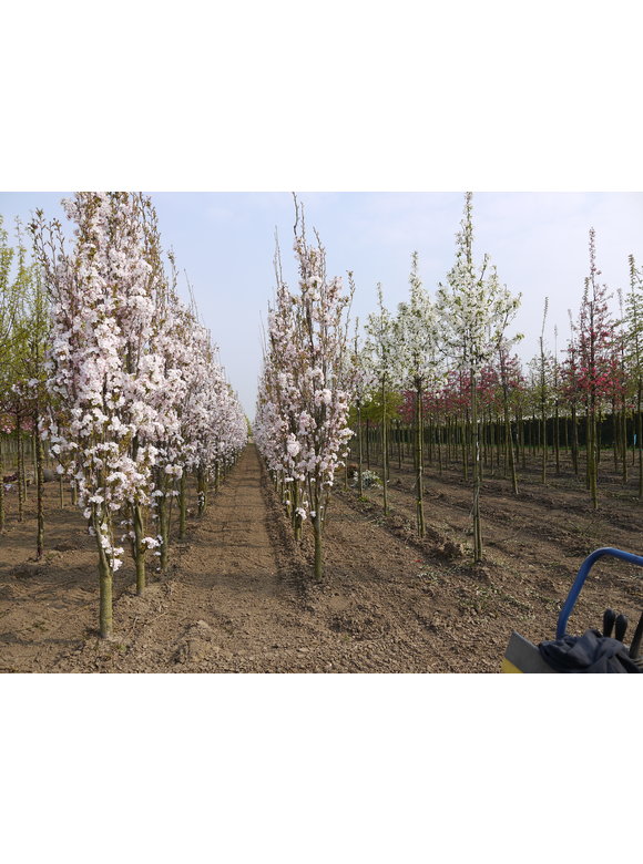 Japanische Säulenkirsche 'Amanogawa' | Prunus serrulata 'Amanogawa' Japanische Säulenkirsche 'Amanogawa' | Prunus serrulata 'Amanogawa'
