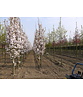 Japanische Säulenkirsche 'Amanogawa' | Prunus serrulata 'Amanogawa' Japanische Säulenkirsche 'Amanogawa' | Prunus serrulata 'Amanogawa'