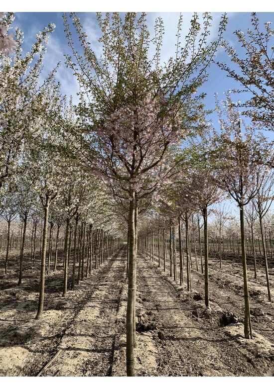 Rosa Winterkirsche  | Prunus subhirtella 'Autumnalis Rosea'
