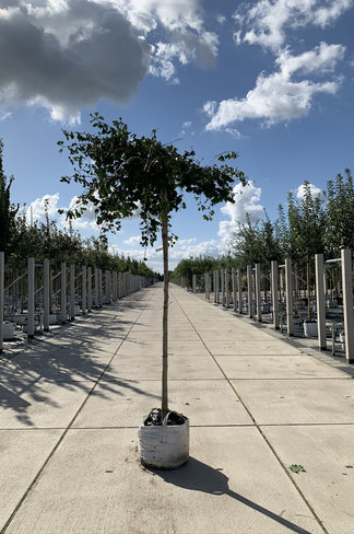 Hängender Fächerblattbaum 'Pendula' | Ginkgo biloba 'Pendula' Hängender Fächerblattbaum 'Pendula' | Ginkgo biloba 'Pendula'