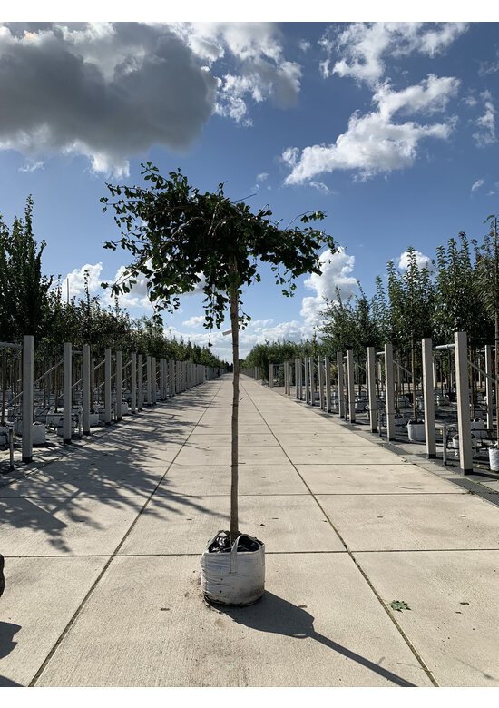 Hängender Fächerblattbaum 'Pendula' | Ginkgo biloba 'Pendula'