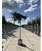 Hängender Fächerblattbaum 'Pendula' | Ginkgo biloba 'Pendula'
