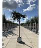 Hängender Fächerblattbaum 'Pendula' | Ginkgo biloba 'Pendula'