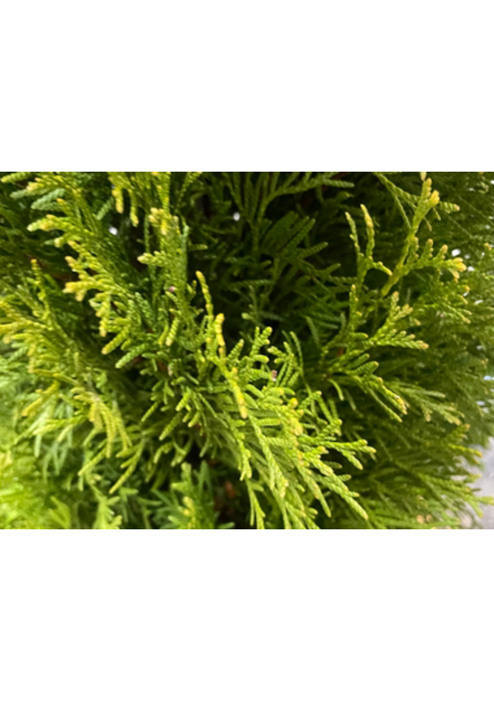 Lebensbaum Hecke | Thuja occidentalis 'Smaragd'