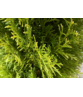 Lebensbaum Hecke | Thuja occidentalis 'Smaragd'