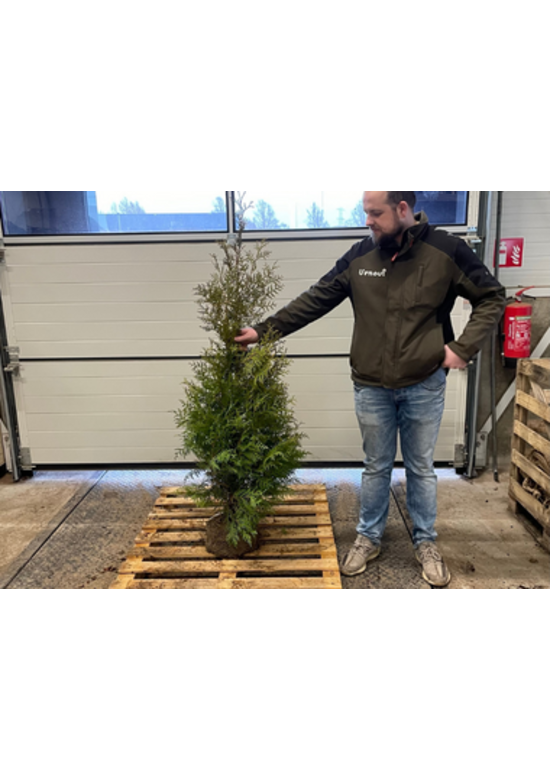 Lebensbaum Hecke | Thuja occidentalis 'Brabant'