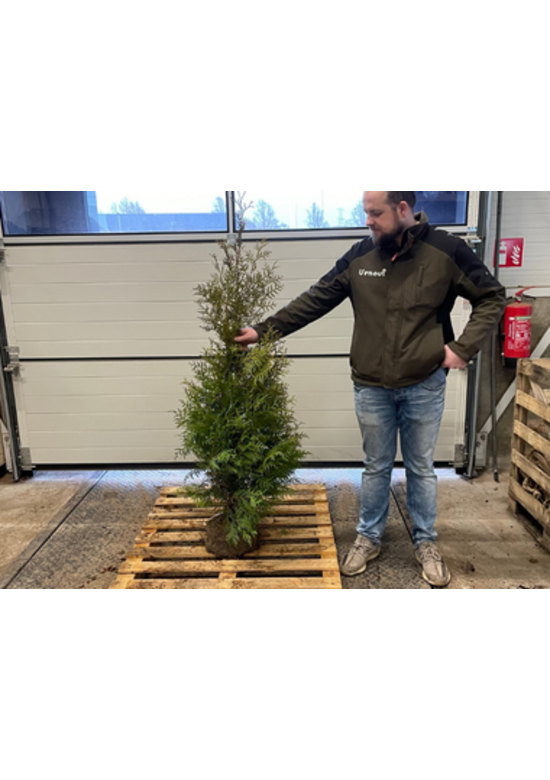 Lebensbaum Hecke | Thuja occidentalis 'Brabant'