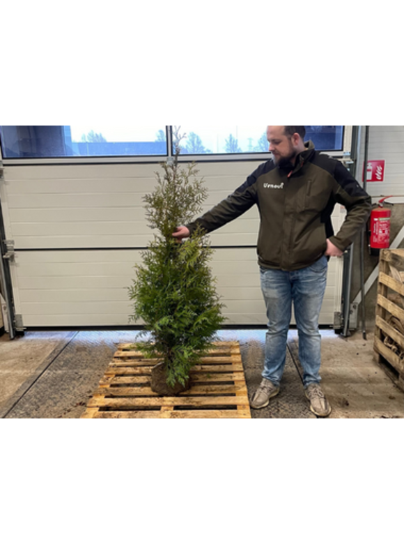 Lebensbaum 'Brabant' | Thuja occidentalis 'Brabant' Lebensbaum 'Brabant' | Thuja occidentalis 'Brabant'