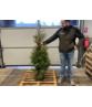 Lebensbaum Hecke | Thuja occidentalis 'Brabant' Lebensbaum Hecke | Thuja occidentalis 'Brabant'