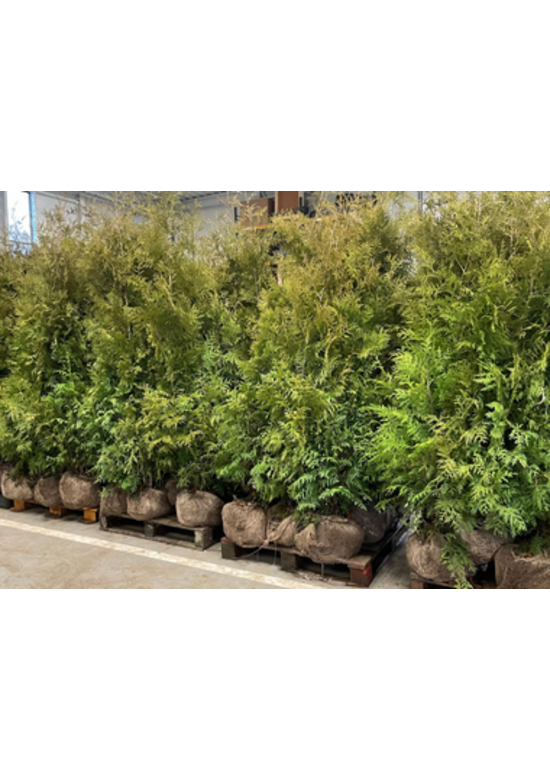 Lebensbaum Hecke | Thuja occidentalis 'Brabant'