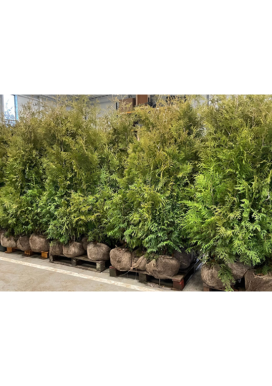 Lebensbaum Hecke | Thuja occidentalis 'Brabant'