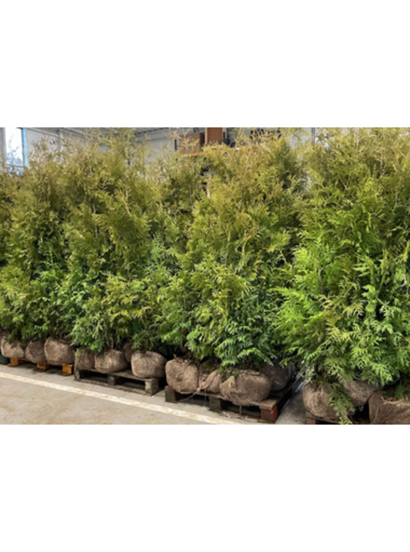 Lebensbaum 'Brabant' | Thuja occidentalis 'Brabant' Lebensbaum 'Brabant' | Thuja occidentalis 'Brabant'