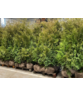 Lebensbaum Hecke 'Brabant' | Thuja occidentalis 'Brabant'