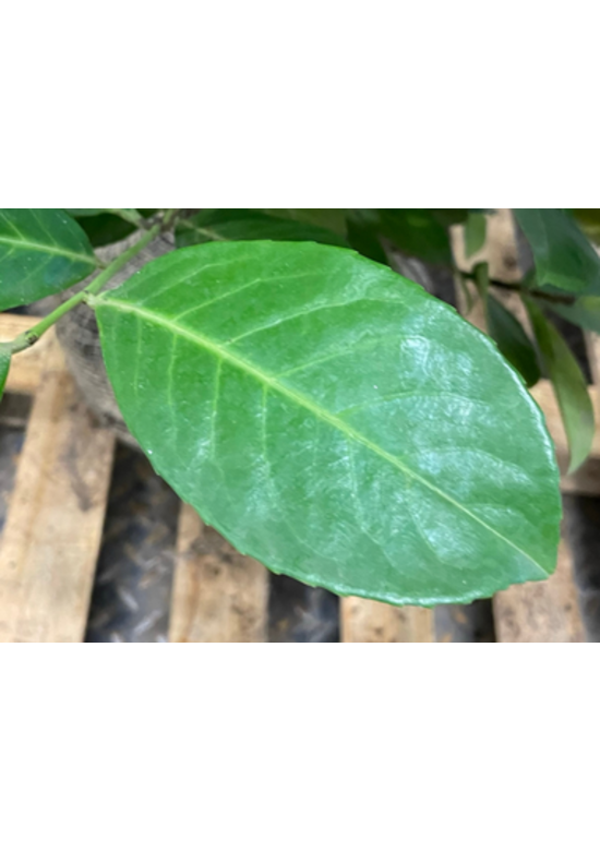 Kirschlorbeer Hecke | Prunus laurocerasus 'Rotundifolia'