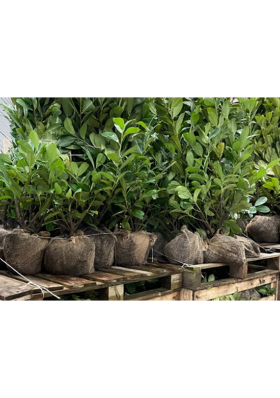 Kirschlorbeer Hecke | Prunus laurocerasus 'Rotundifolia'