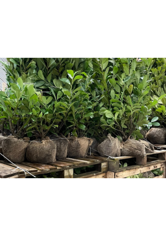 Kirschlorbeer Hecke | Prunus laurocerasus 'Rotundifolia'