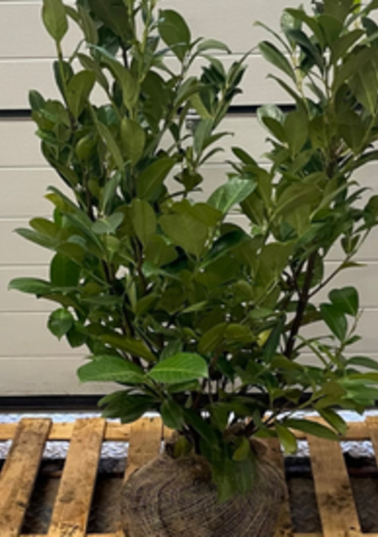 philodendron melanochrysum light Philodendron melanochrysum – Carnivero main image 1