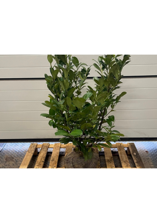 Kirschlorbeer Hecke | Prunus laurocerasus 'Rotundifolia'