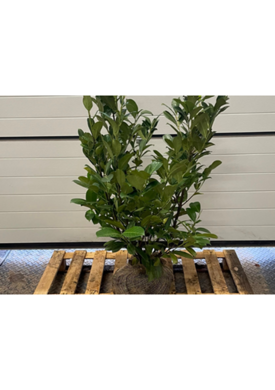 Kirschlorbeer Hecke | Prunus laurocerasus 'Rotundifolia'