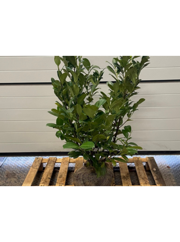 Kirschlorbeer Hecke 'Rotundifolia' | Prunus laurocerasus 'Rotundifolia' Kirschlorbeer Hecke 'Rotundifolia' | Prunus laurocerasus 'Rotundifolia'