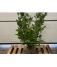 Kirschlorbeer Hecke | Prunus laurocerasus 'Rotundifolia'