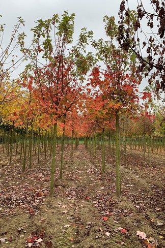 Herbstflammenahorn 'Celzam' | Acer freemanii 'Celzam'