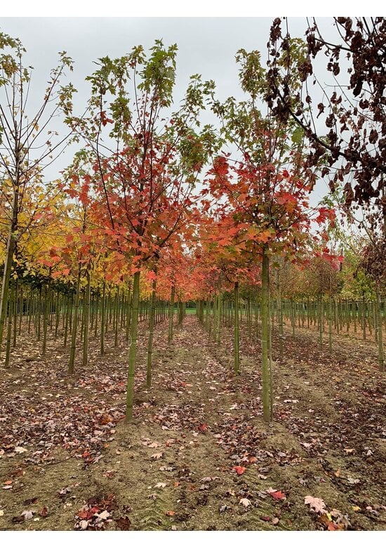 Herbstflammenahorn 'Celzam' | Acer freemanii 'Celzam'