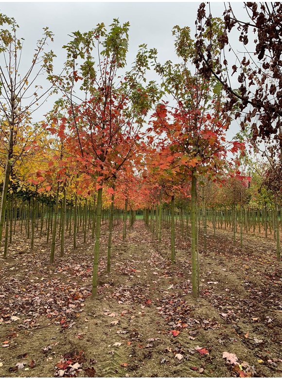 Herbst-Flammen-Ahorn 'Celzam' | Acer freemanii 'Celzam' Herbst-Flammen-Ahorn 'Celzam' | Acer freemanii 'Celzam'