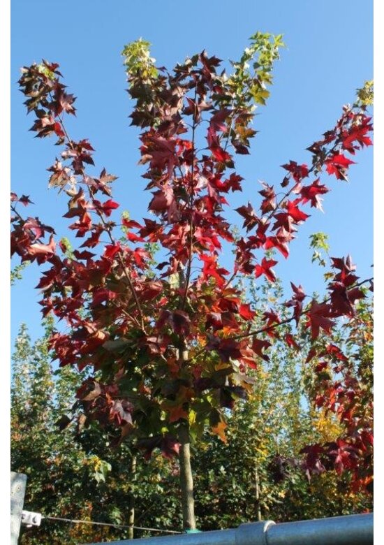 Chinesischer Spitzahorn 'Norwegian Sunset' | Acer truncatum 'Norwegian Sunset'