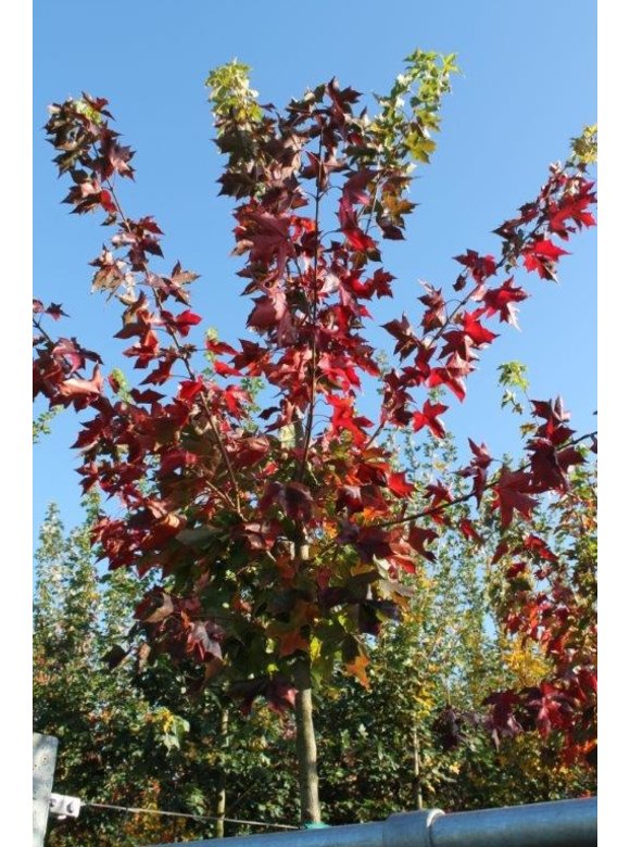Spitzahorn 'Norwegian Sunset' | Acer platanoides 'Norwegian Sunset' Spitzahorn 'Norwegian Sunset' | Acer platanoides 'Norwegian Sunset'